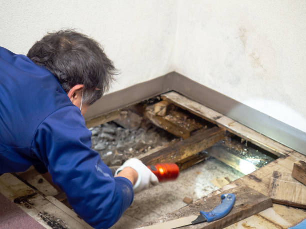 Best Commercial Mold Removal  in River Falls, WI