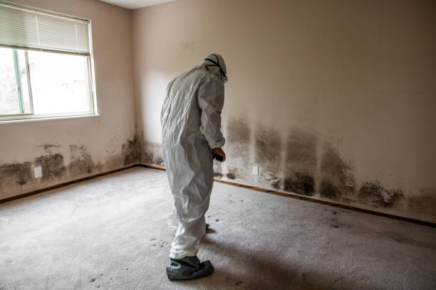 Best Residential Mold Removal  in River Falls, WI