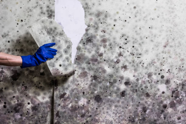 Best Black Mold Removal  in River Falls, WI