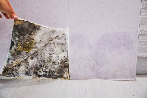 Best Mold Testing  in River Falls, WI
